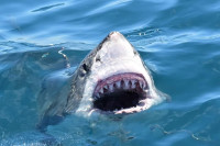 Album cover picture for the album titled: Great White Pics